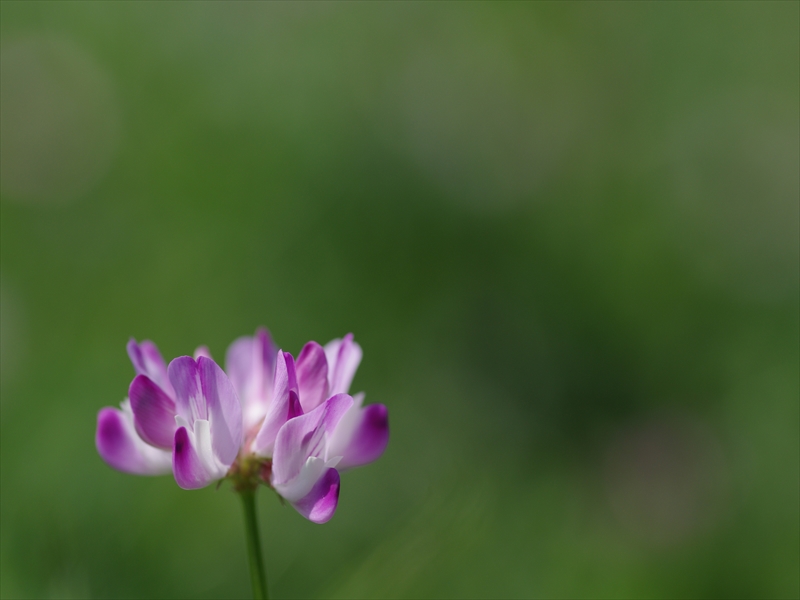 春が来た！８（蓮華）
