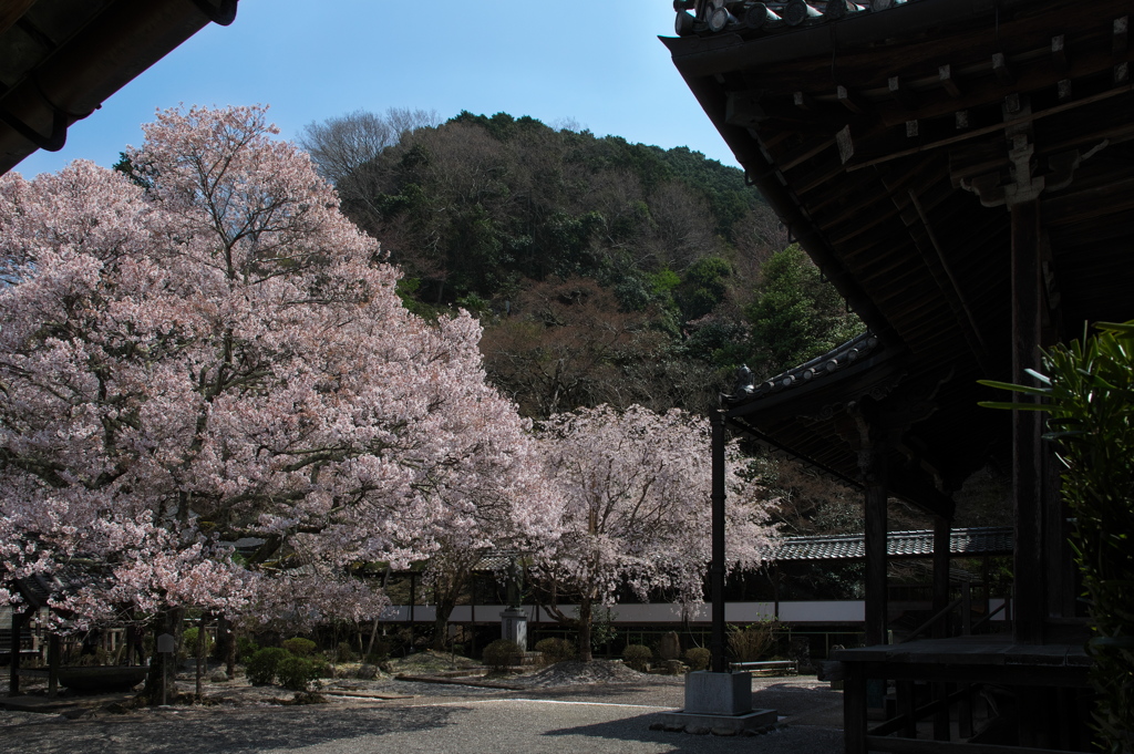 懐いの桜（おもいのさくら）