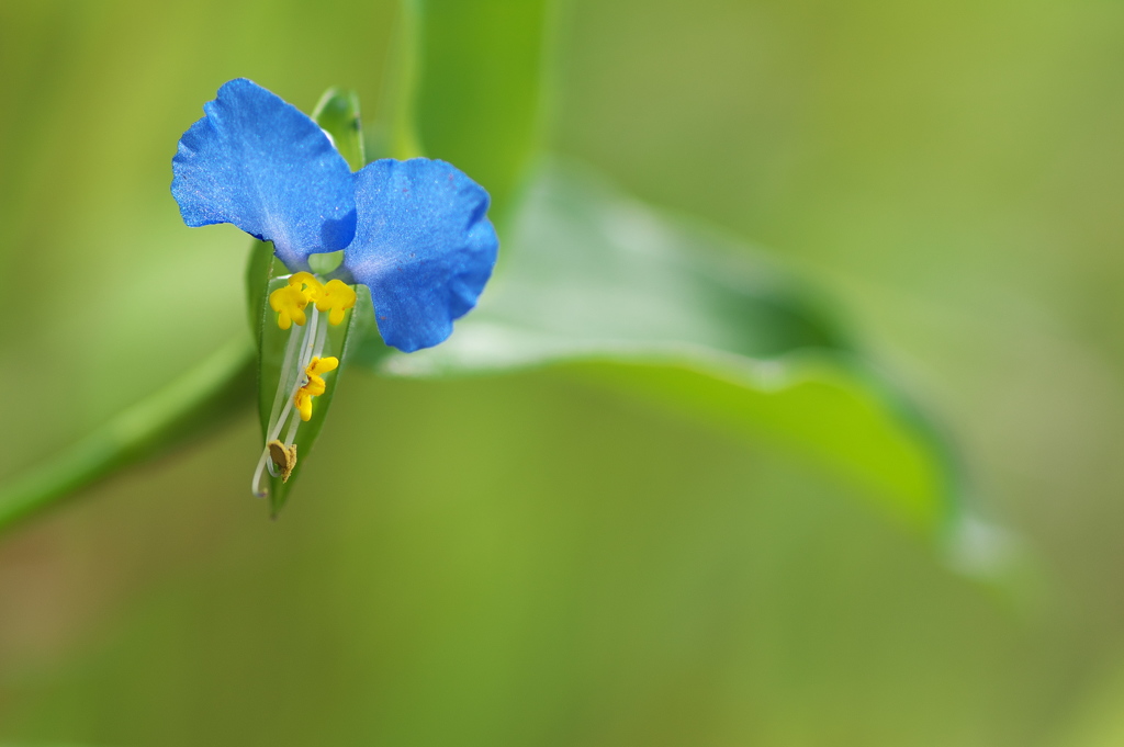 道端に咲く野草花（ツユクサ）