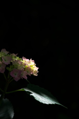 森林植物園の紫陽花（アジサイ）たち２