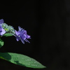 紫陽花（アジサイ）三昧５