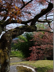 三多気（みたけ）の桜１