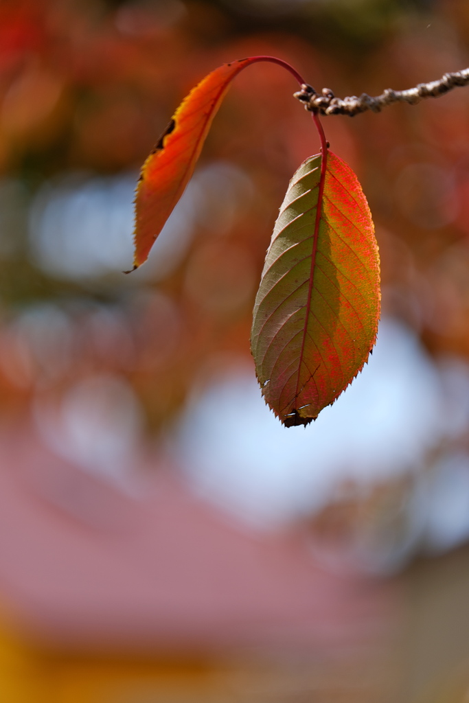 桜葉の紅葉１