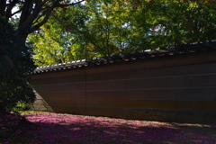 神社の山茶花（サザンカ）の落花