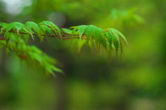 住吉神社の青紅葉１