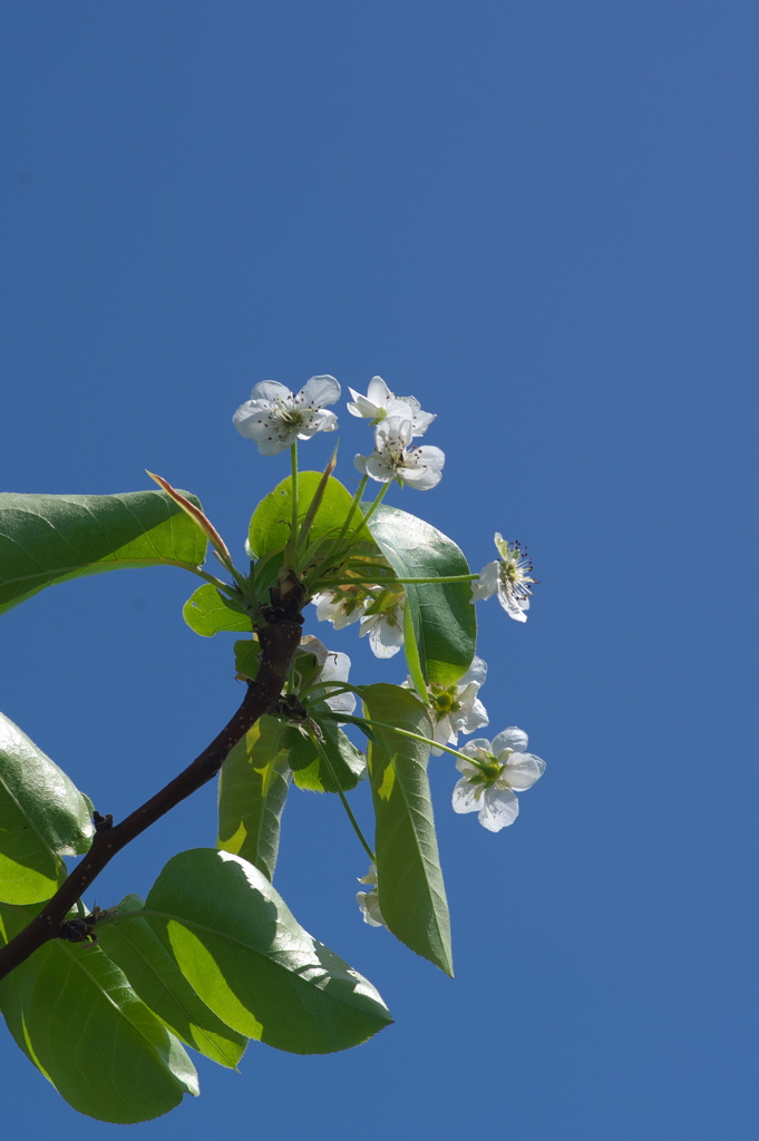 畔に咲くバラ科の木の白い花