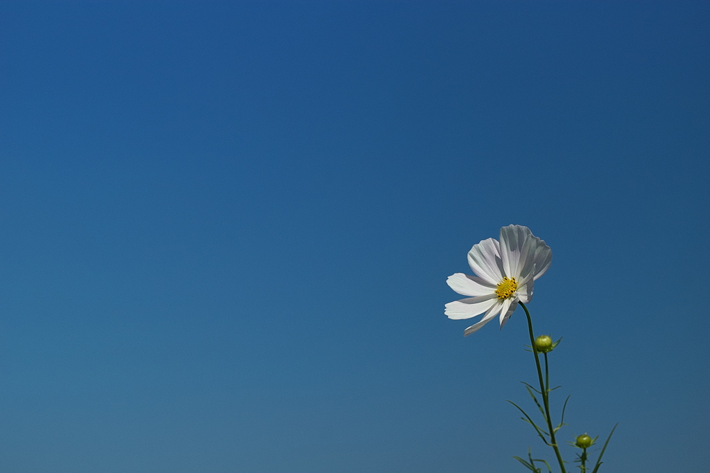 畑に咲く秋桜（コスモス）１