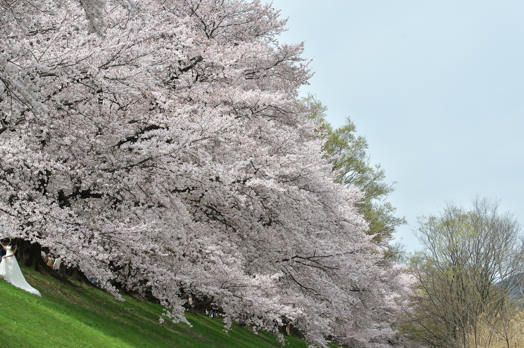 淀川河川公園背割堤の桜並木３