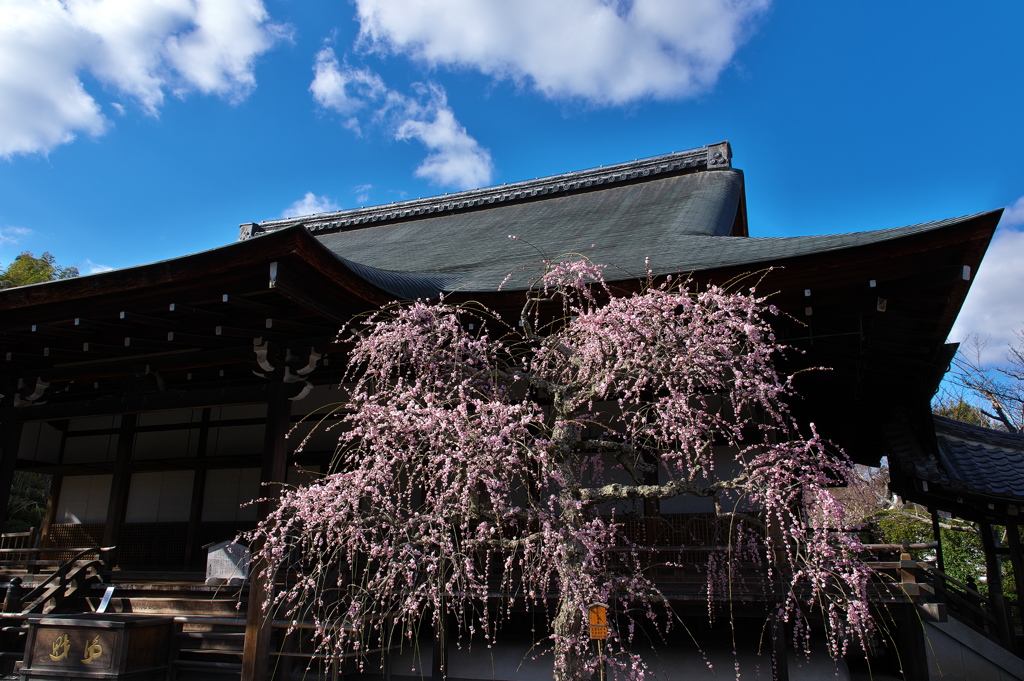 天龍寺にて（多宝殿しだれ梅）