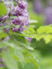 萬葉植物園４（八重黒龍藤２）