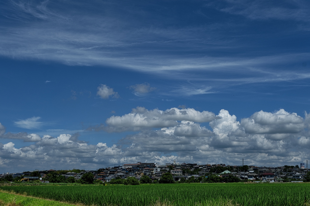 夏雲（田圃畦にて）