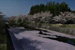 矢谷下橋の桜並木２