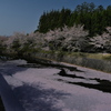矢谷下橋の桜並木２