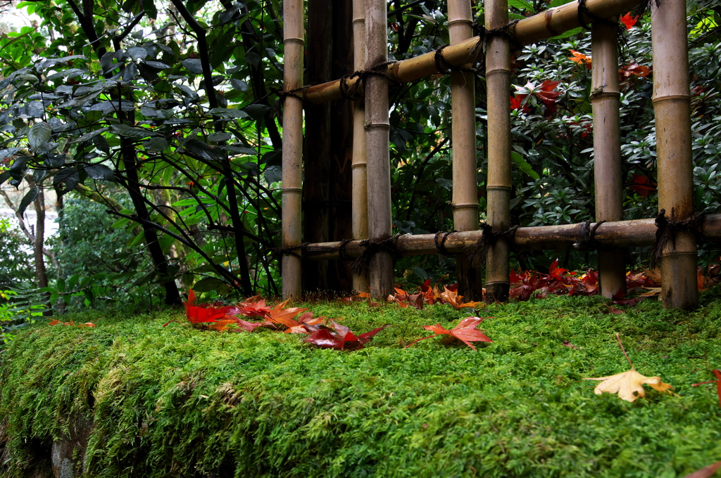 京都洛北紅葉巡り６（光悦寺２）