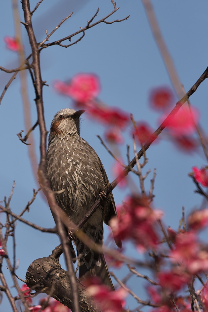 公園の鵯（ヒヨドリ）
