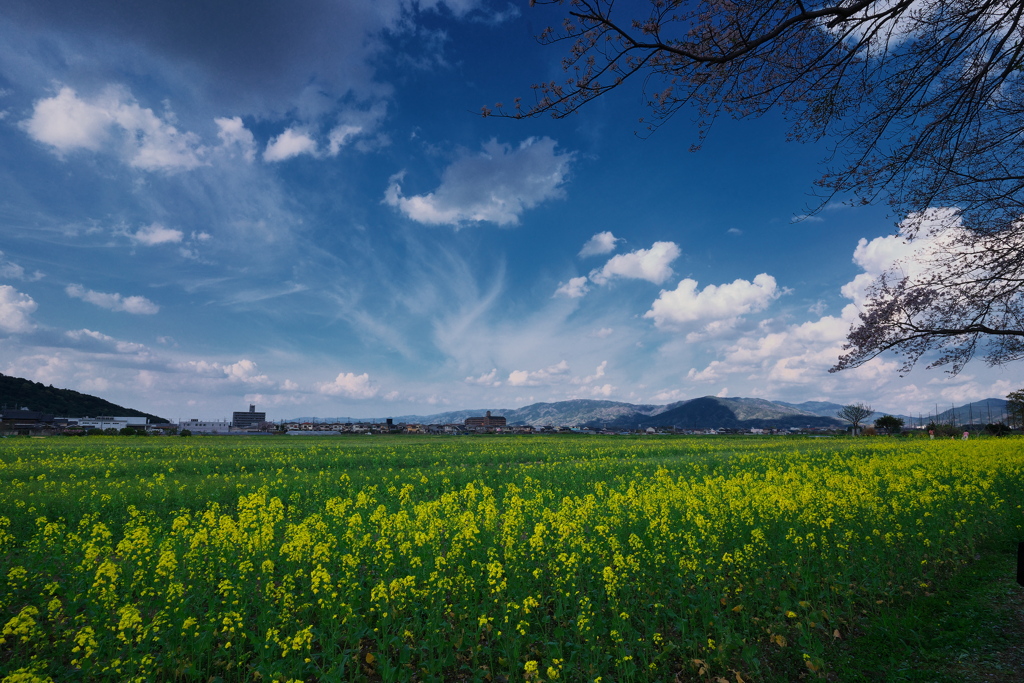 藤原宮跡（ふじわらきゅうせき）の菜の花と桜２