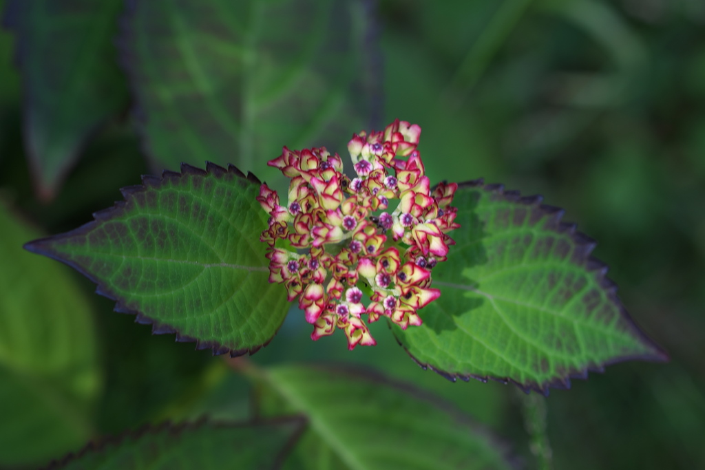 紫陽花（アジサイ）が咲いた１