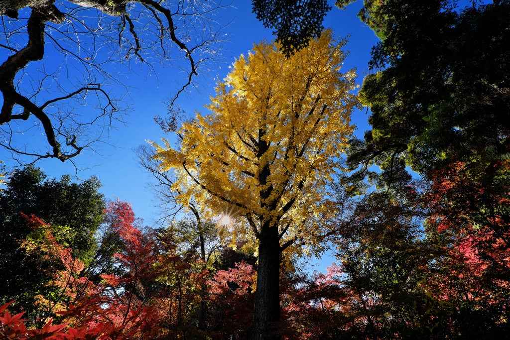 長岡天満宮にて（錦景苑）