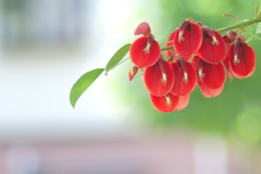 盛夏に咲く真っ赤な花（アメリカデイゴ）