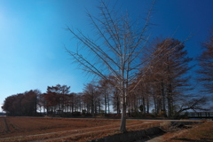 仲冬の天満大池公園にて４