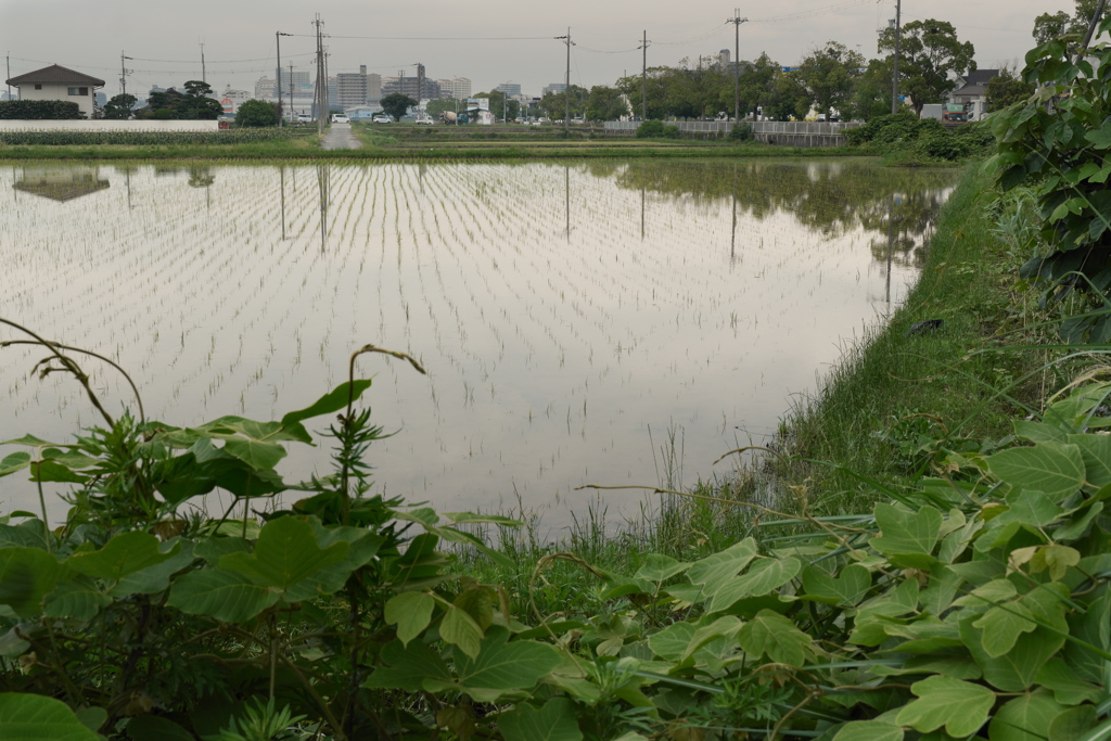 田植えはじまる