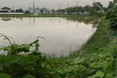 田植えはじまる