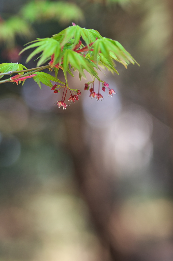 早春の紅葉（モミジ）１