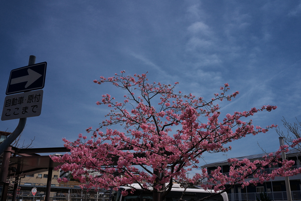 駅前の河津桜（カワヅザクラ）が咲いた２