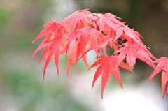 紅葉も見納め（魚住住吉神社）１