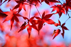 住吉神社の紅葉（モミジ）２