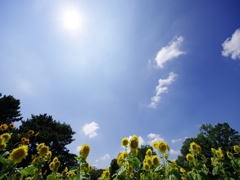 万博記念公園ひまわりフェスタ１