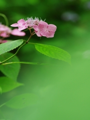 紫陽花は雨が似合う１５
