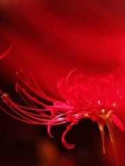 彼岸花（ヒガンバナ）３