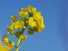 菜の花１