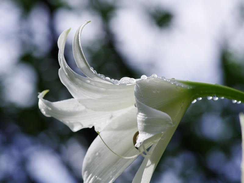 夏の花３「百合（ユリ）」