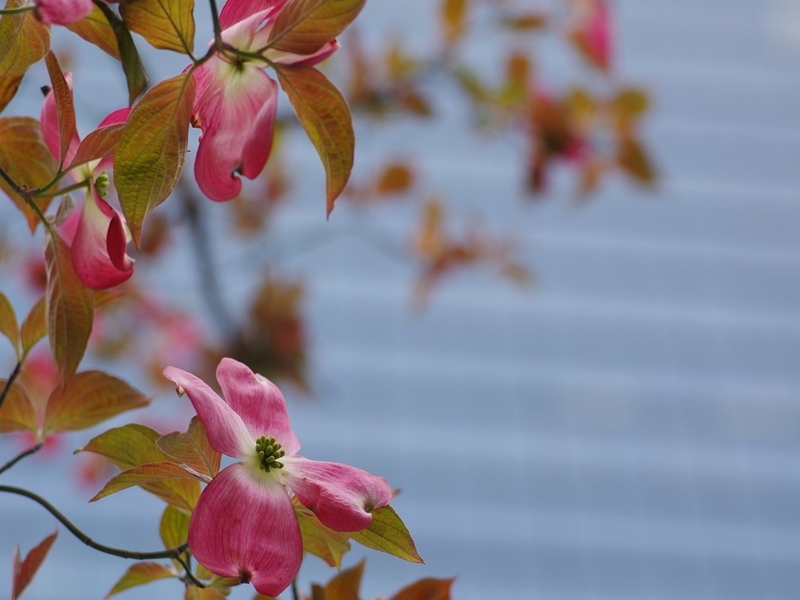 花水木（ハナミズキ）３