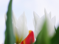 春を告げる花々１７（チューリップ）