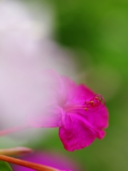 白粉花（オシロイバナ）