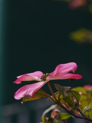 花水木（ハナミズキ）２