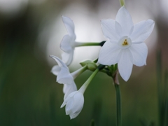 冬の花９（ペーパーホワイト５）