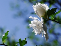 木槿（ムクゲ）１