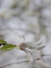春を告げる花々１４（辛夷）