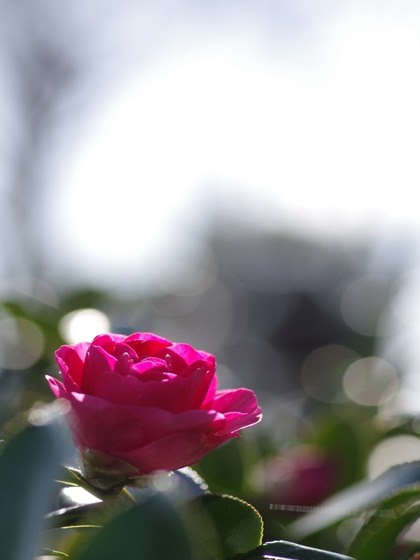 冬の花２（寒椿２）