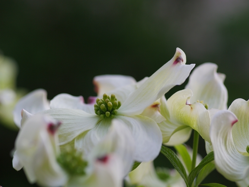 花水木（ハナミズキ）４