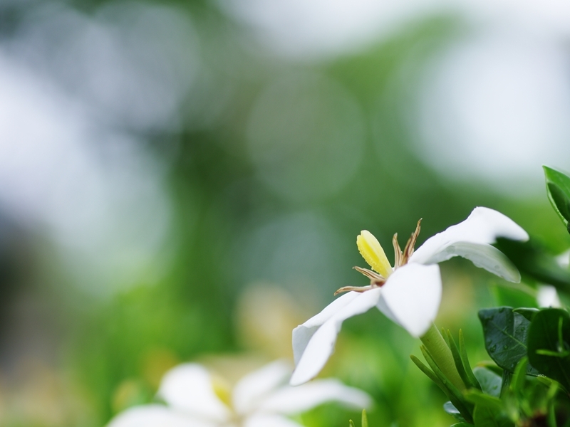 夏の花１「梔子（クチナシ）１」