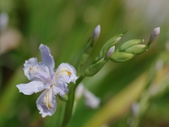射干（シャガ）