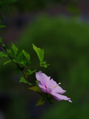 夏の花１２「木槿（むくげ）」