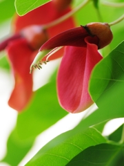 亜米利加梯梧（アメリカデイゴ）３