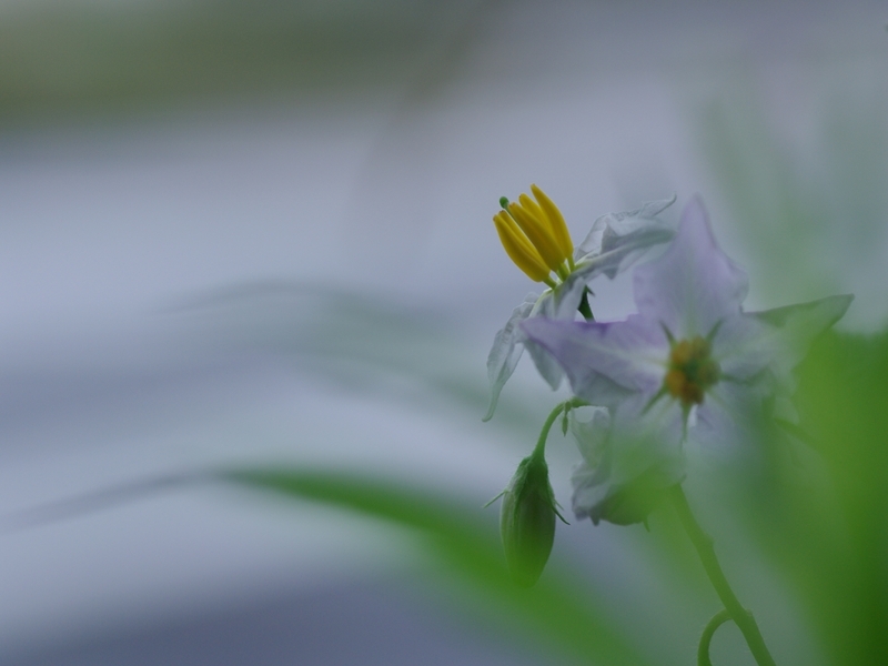 悪茄子（ワルナスビ）３