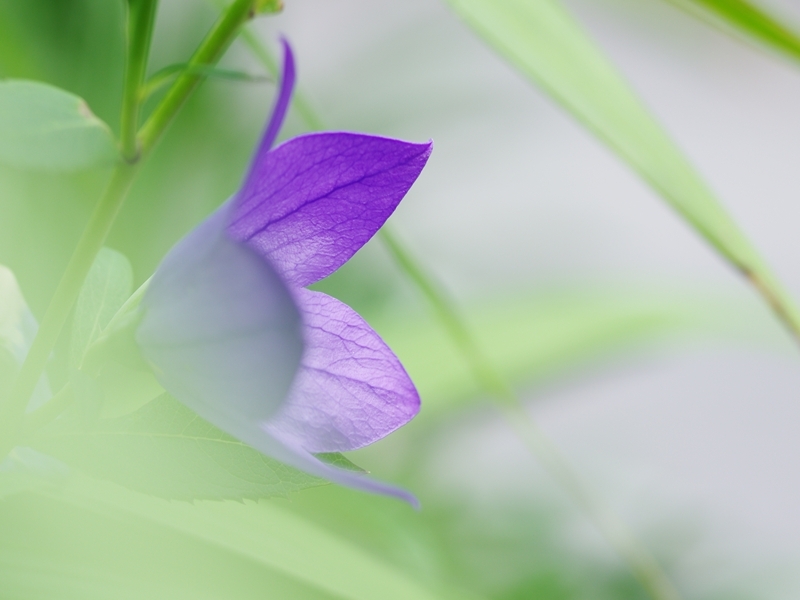 夏の花８「桔梗（キキョウ）」